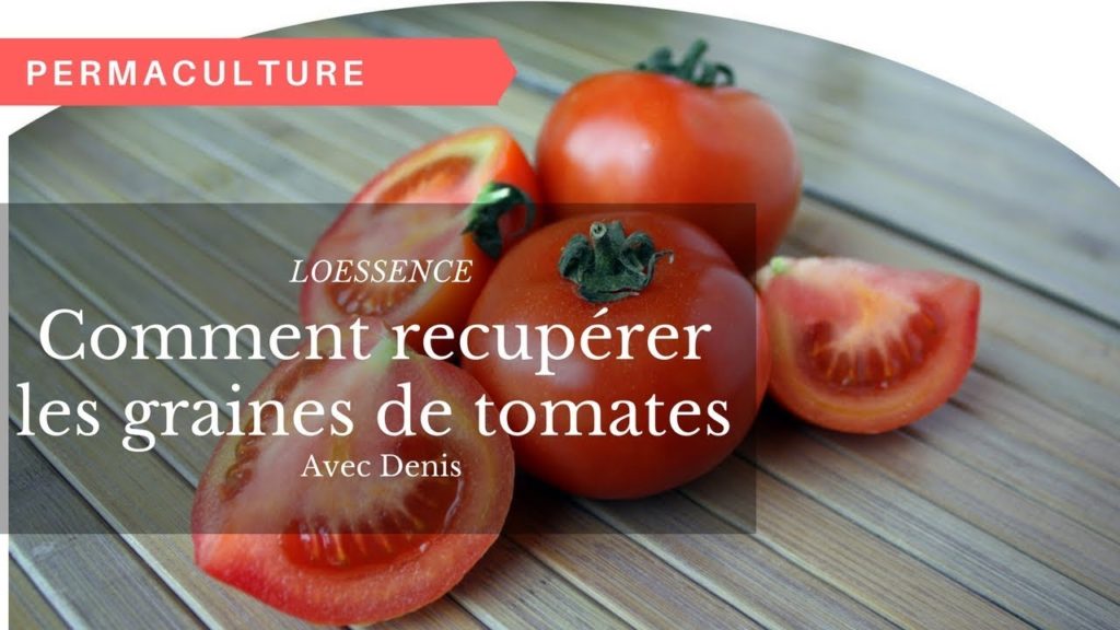 Comment Recup Rer Les Graines De Tomates