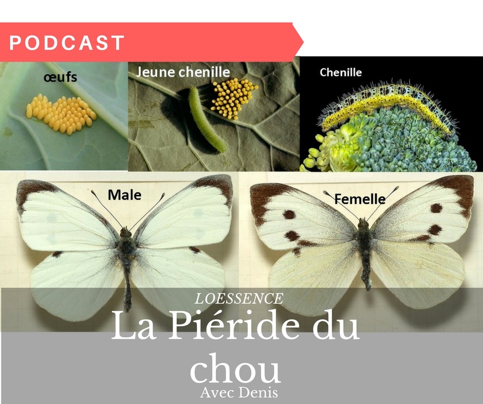 Podcast de Denis le permaculteurAu secours y a la Piéride du chou