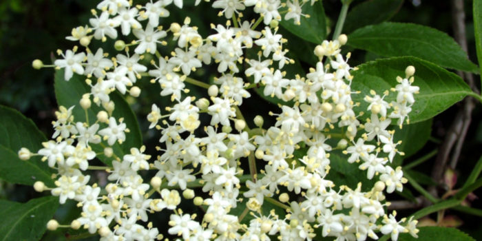 Recette à Base De Fleurs De Sureau Noir