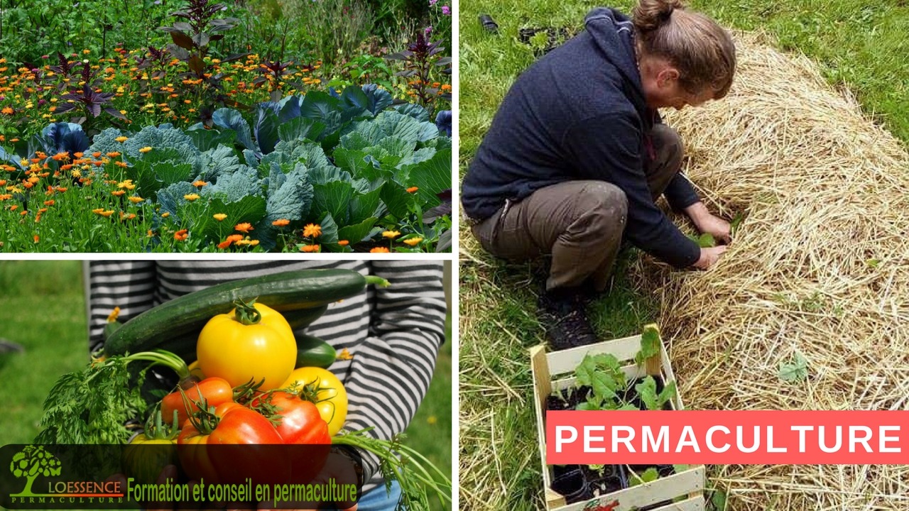 Association Loessence, formation et conseil en permaculture