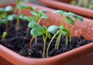 Comment arroser correctement vos semis
