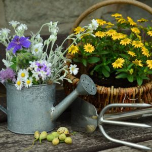 Comment avoir de beaux légumes en été sans arrosage