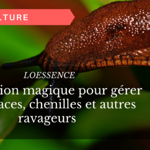 La solution magique pour gérer les limaces, chenilles et autres ravageurs