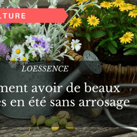 Comment avoir de beaux légumes en été sans arrosage