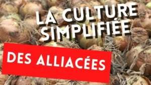 La culture de l’ail, oignon et échalote rendu facile et productive sans avoir besoin de faire une formation maraîchage bio