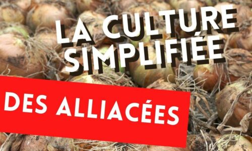 La culture de l’ail, oignon et échalote rendue facile et productive sans avoir besoin de faire une formation en maraîchage bio