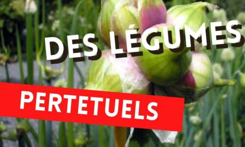 Miniature du cours