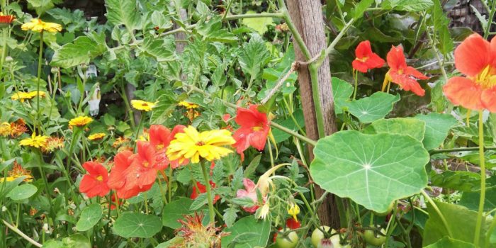 Pourquoi Devrais-tu Utiliser Du Foin à La Place De La Paille Dans Ton Potager ?