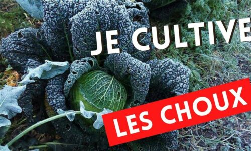 Miniature du cours