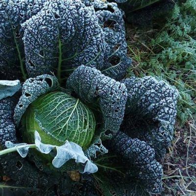 Réalisation personnalisée de votre jardin en permaculture