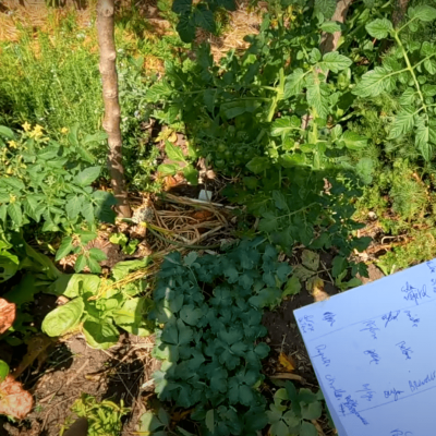 Créez votre potager autonome et nourricier avec l'Holisticulture
