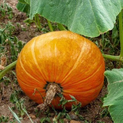 pumpkin-3700794_1280